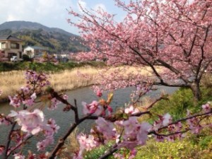 川津桜
